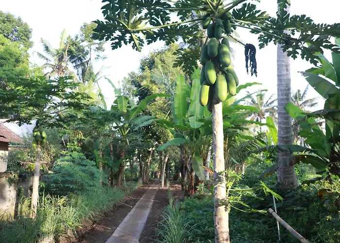 Bed & Breakfast Kembar Ubud Tegallalang (Bali)